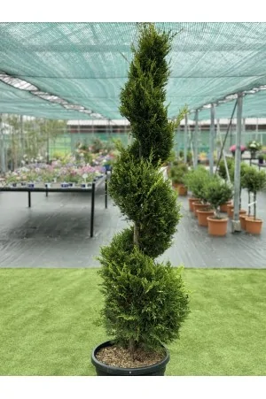 Cupressocyparis leylandii...