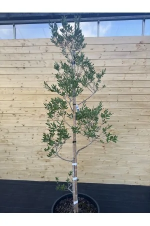 OLEA EUROPAEA LECCINO PON-PON