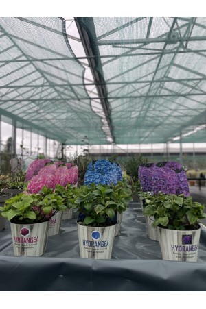 Hydrangea macrophylla
