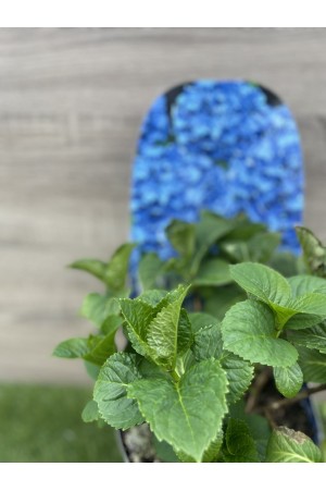 Hydrangea macrophylla 2