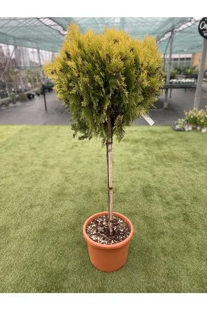 THUJA Compacta AUREA Nana