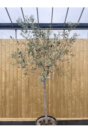 OLEA EUROPAEA LECCINO