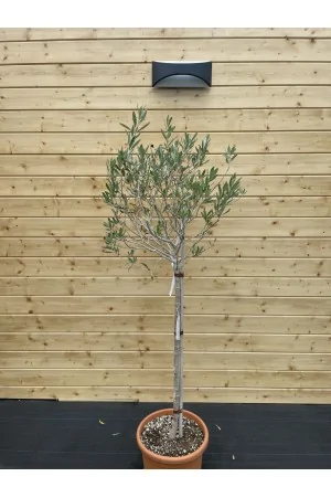 OLEA EUROPEANA LECCINO