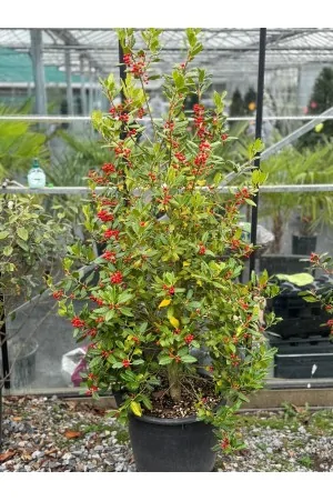Ilex Aquifolium Alaska