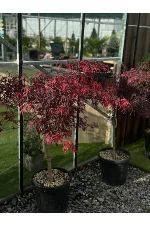 ACER PALMATUM DISSECTUM Garnet
