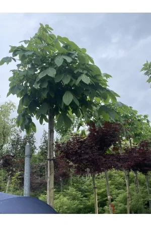 Catalpa Bungei