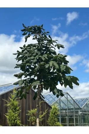 Aesculus x carnea