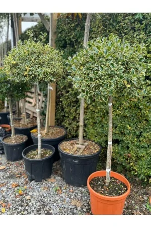 Ilex Aquifolium Lollipop