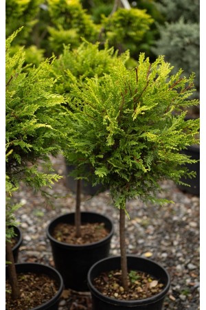 Cupresso. L Aurea 1/4 Steam