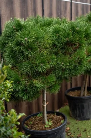 Pinus Densiflora Alberetto 2