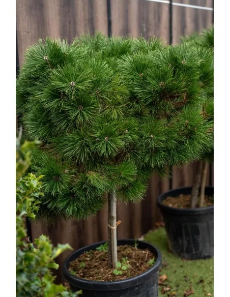 Pinus Densiflora Alberetto