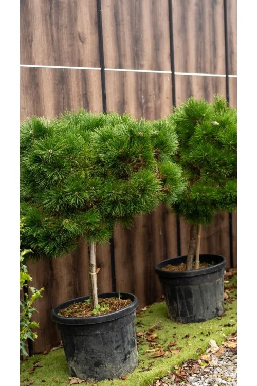 Pinus Densiflora Alberetto