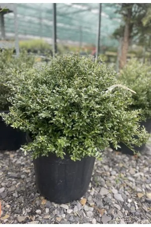 Ilex Crenata Palla