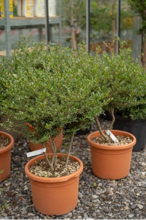 Ilex Crenata Fungo