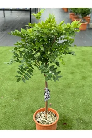 Wisteria Sinensis Minifusto