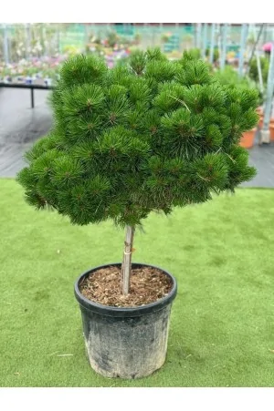 Pinus Densiflora Alberetto