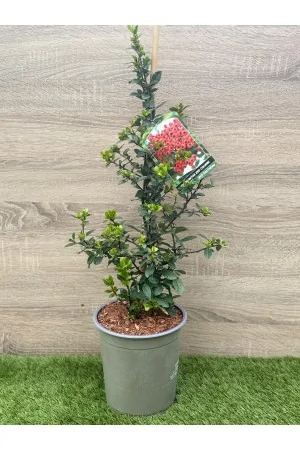 Pyracantha Red Column
