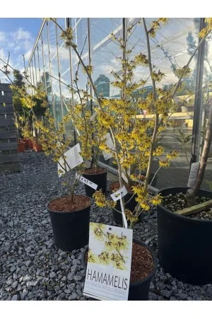 Hamamelis (Arnold Promise)