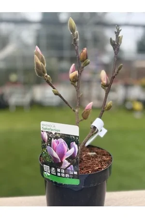 Magnolia Satisfaction