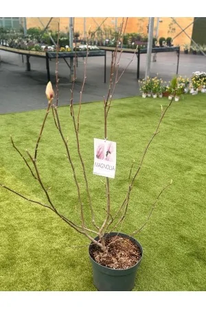 Magnolia Soulangeana
