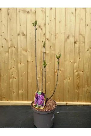 LILAC/Syringa Vulgaris...