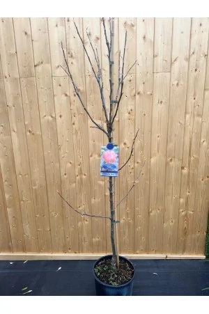 Apple "Charles Ross"