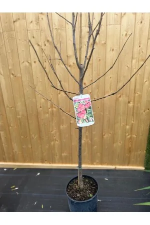 Apple "Elstar"
