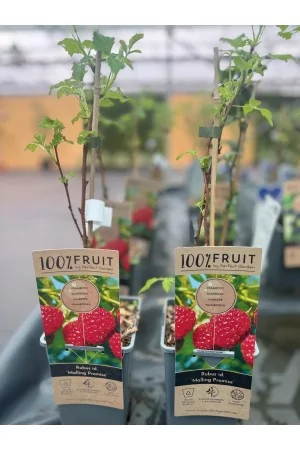 Raspberry "Malling Promise"