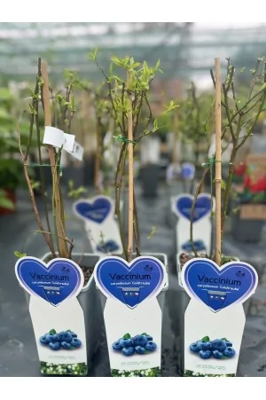 Blueberry "Goldtraube"