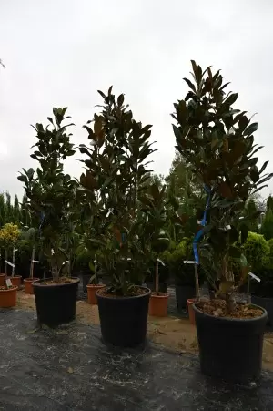 MAGNOLIA GRANDIFLORA