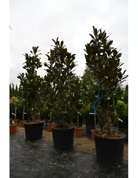 MAGNOLIA GRANDIFLORA