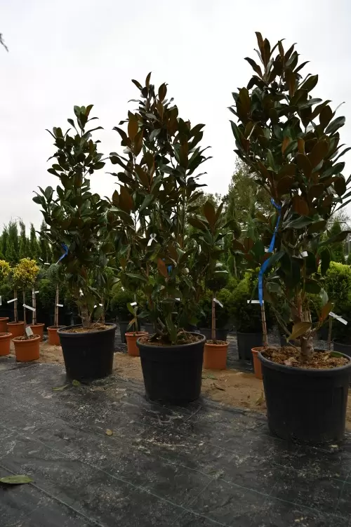 MAGNOLIA GRANDIFLORA