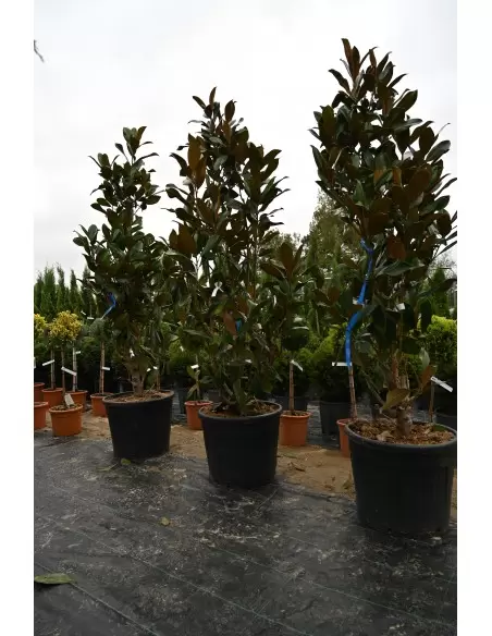 MAGNOLIA GRANDIFLORA