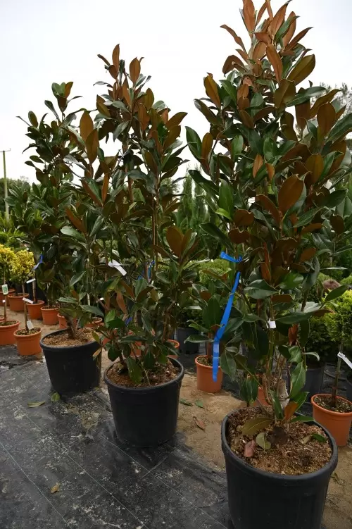 MAGNOLIA GRANDIFLORA