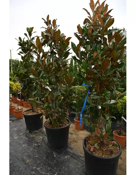 MAGNOLIA GRANDIFLORA