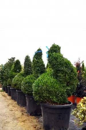 BUXUS SEMPERVIRENS...