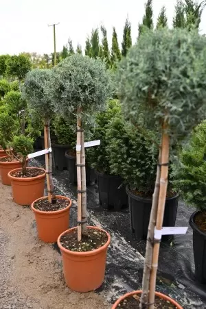Cupressus Arizonica