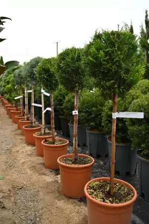 Cupressocyparis leylandii CWG