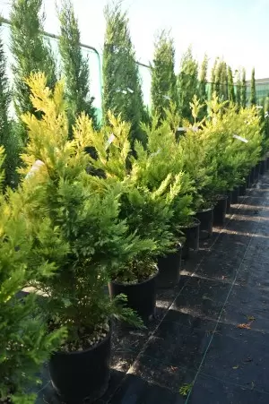 Cupressocyparis leylandii...