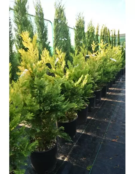 Cupressocyparis leylandii Gold-Rider