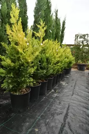 Cupressocyparis leylandii... 2