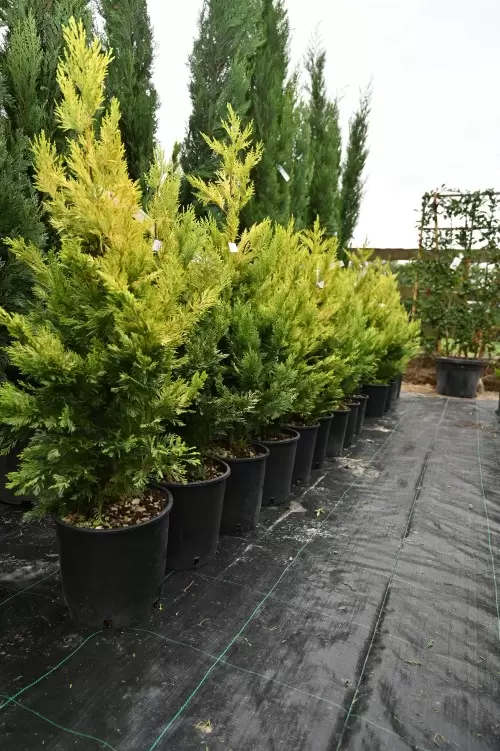 Cupressocyparis leylandii Gold-Rider
