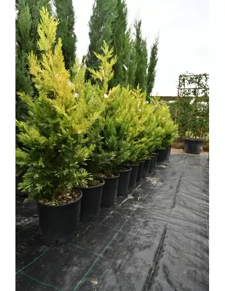 Cupressocyparis leylandii Gold-Rider