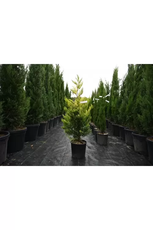 Cupressocyparis leylandii Gold-Rider