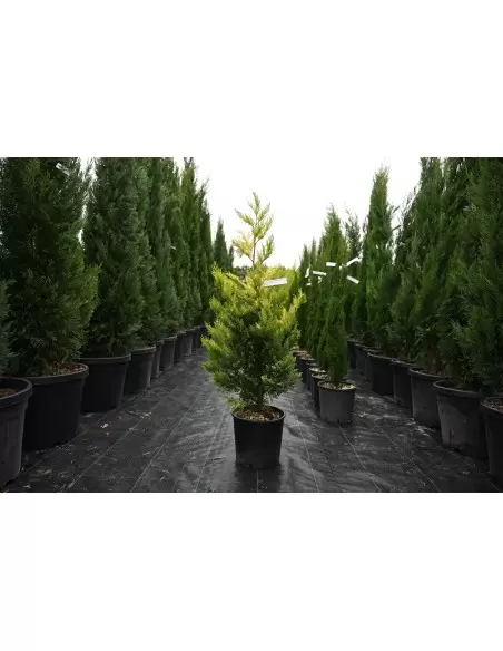 Cupressocyparis leylandii Gold-Rider