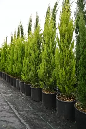 Cupressus macrocarpa...