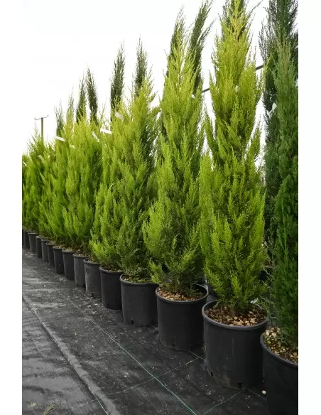 Cupressus macrocarpa Goldcrest