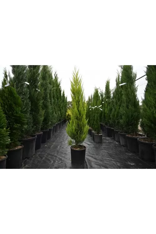 Cupressus macrocarpa Goldcrest