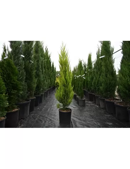 Cupressus macrocarpa Goldcrest