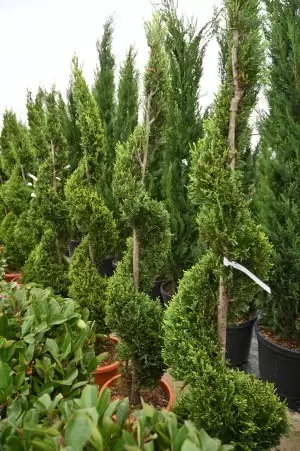 Cupressocyparis leylandii... 2